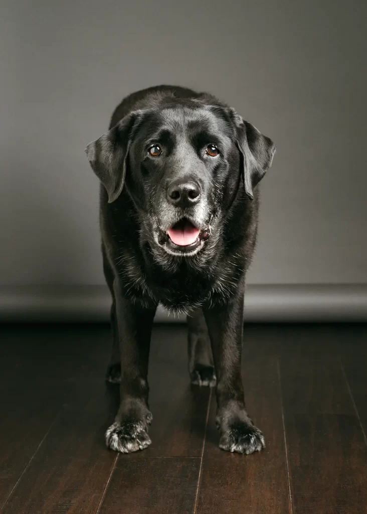 black-lab-standing Old black Labrador dog standing in front of a gray background.