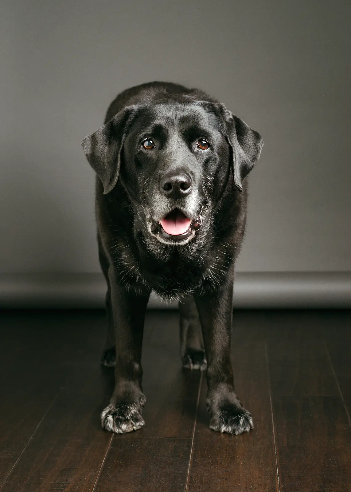 Old black Labrador dog standing in front of a gray background.