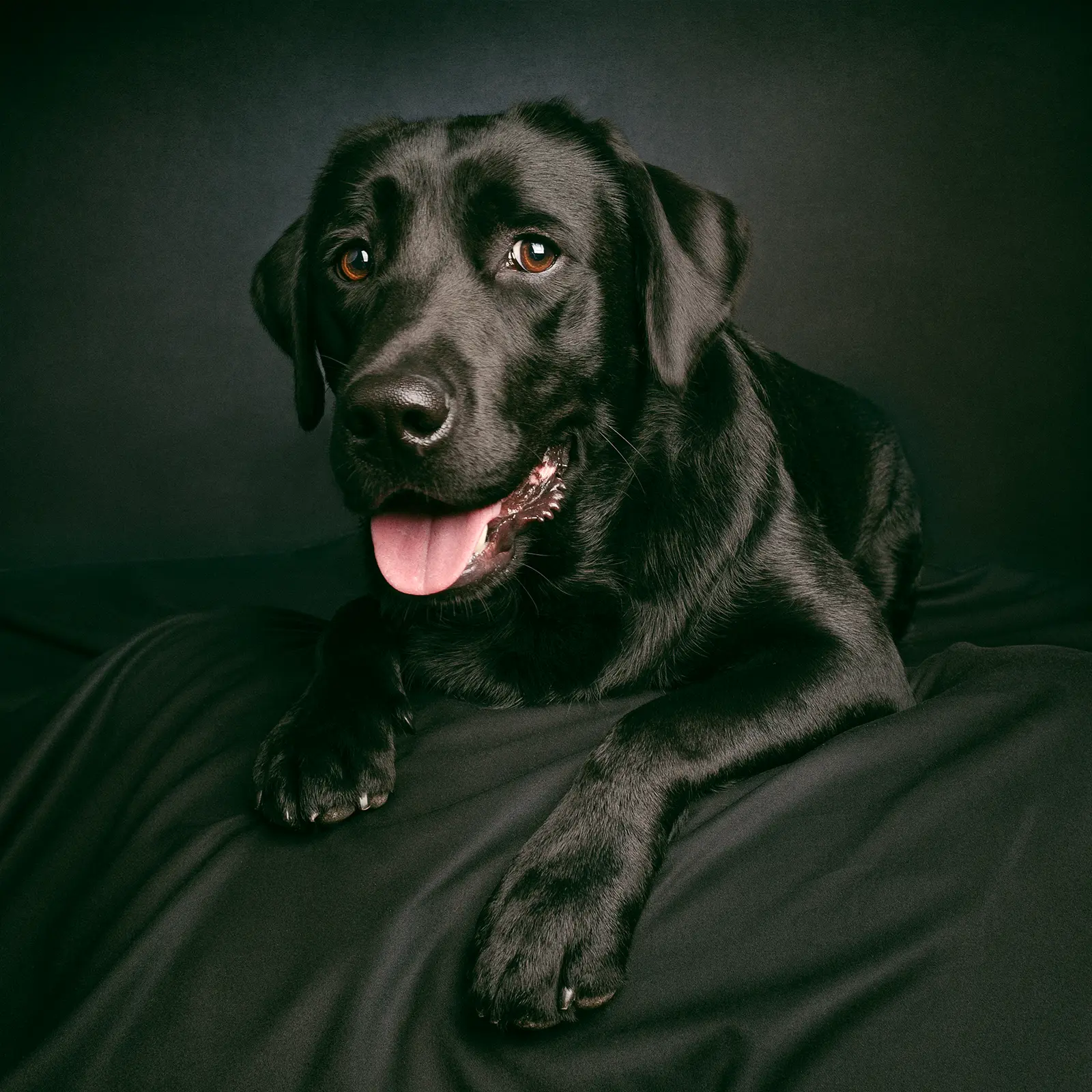 Black Labrador dog with ears up and tongue out.