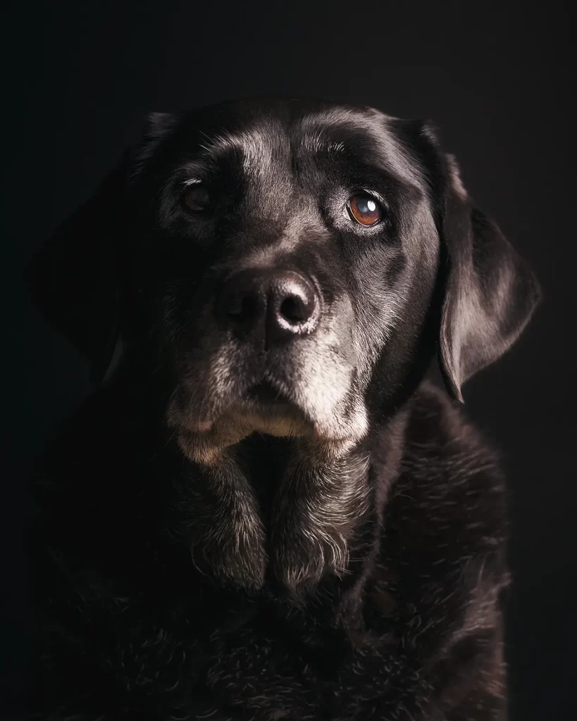 Senior black Labrador Retriever dog with a gray muzzle on a black background.